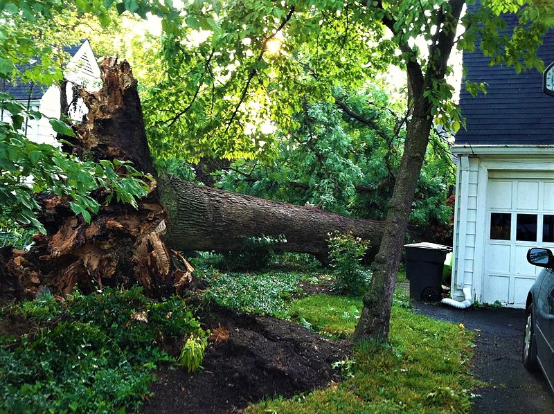 Leinad Tree Service Image